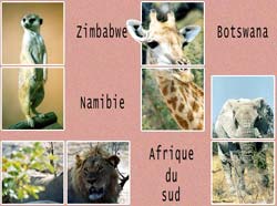 affiche animaux d'Afrique