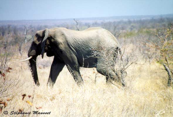 Eléphant du Kruger Afrique du sud