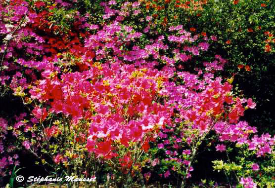 Fleurs couleur fushia