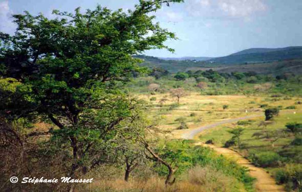 panorama du parc Hluhluwe-Umfolozi