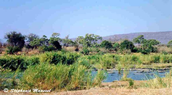 Point d'eau salvateur dans parc Kruger