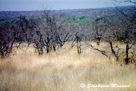 Sécheresse du parc Kruger
