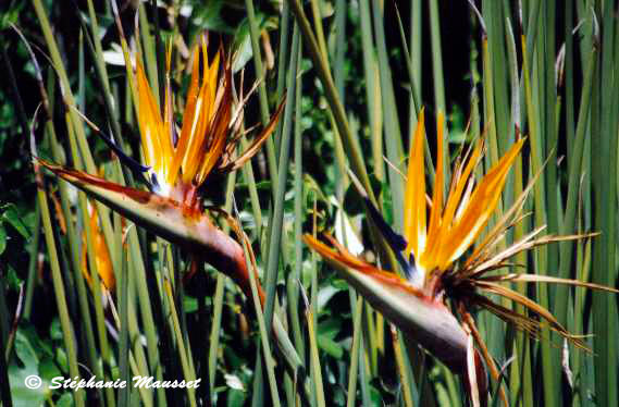 fleurs oiseaux de paradis en Afrique du sud