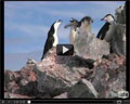 Vidéo croisiere antarctique