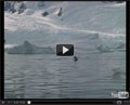Vidéo kayak baleines antarctique