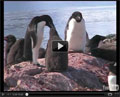 Vidéo premiers pas en antarctique