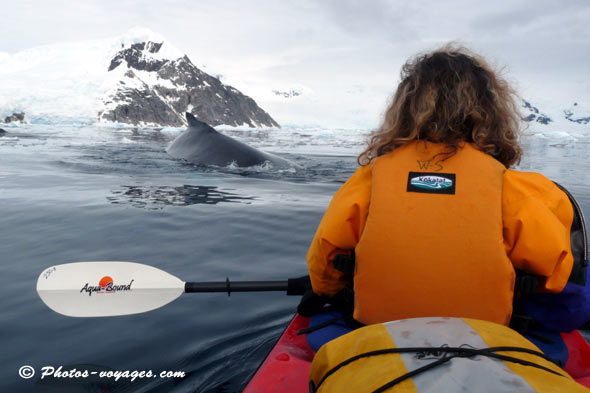 Baleine plongeant sous le kayak