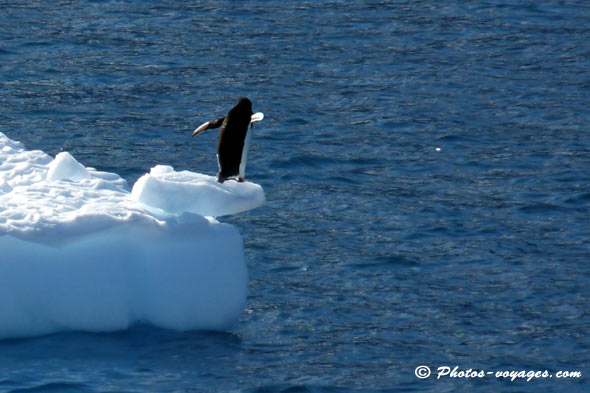 manchot qui saute dans l'océan depuis un iceberg