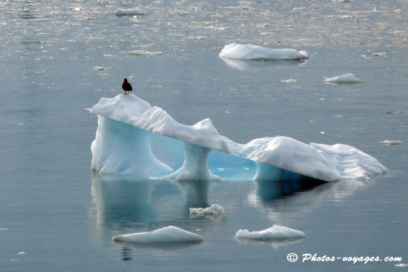 iceberg servant de perchoir à un oiseau Antarctique