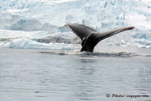 queue de baleine en Antarctique