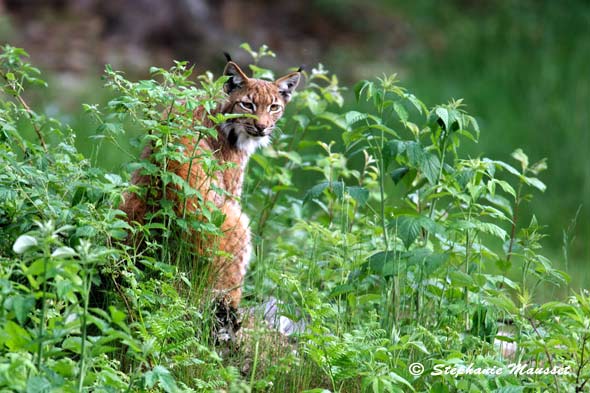 curieux lynx