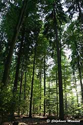 Forêt de Bavière