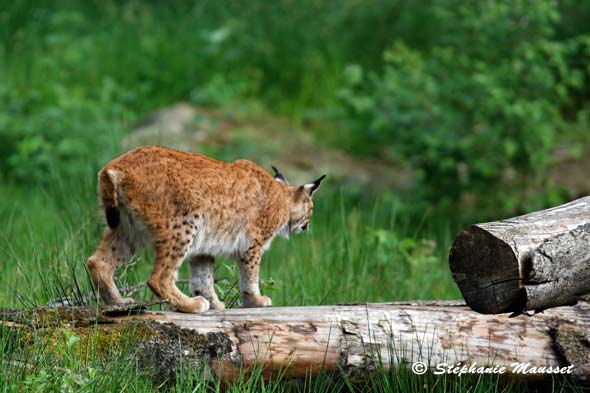 Photo d'un lynx prêt à bondir sur une proie