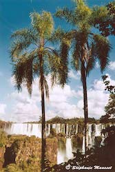 Palmiers d'Iguazu