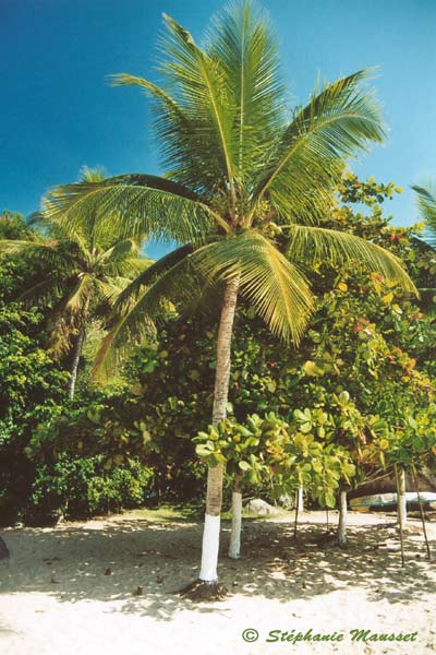 plage à palmier Parati