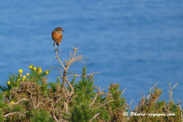 Photo d'oiseau dans un paysage du littoral breton