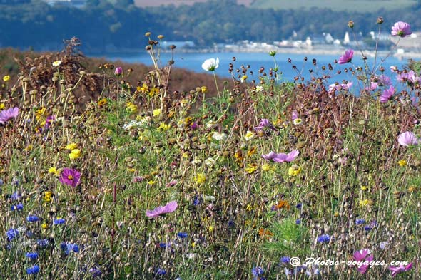 Photo de paysage fleuri presqu'île de Crozon Bretagne