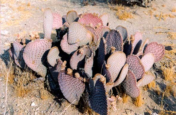 Cactus queue de castor (beavertail)