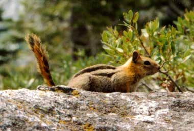 écureuil sur un rocher