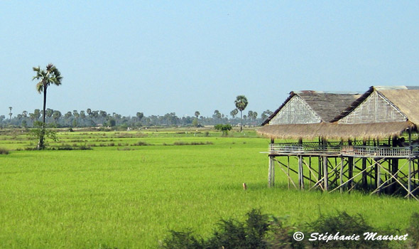 Champ de rizière du Cambodge