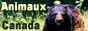 Photos d'animaux sauvages du Canada