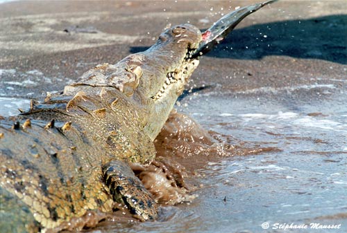 crocodile gueule fermée sur un gros poisson