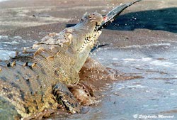 Crocodile Costa rica