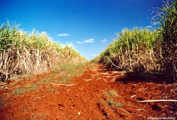 sugar cane field ion red ground