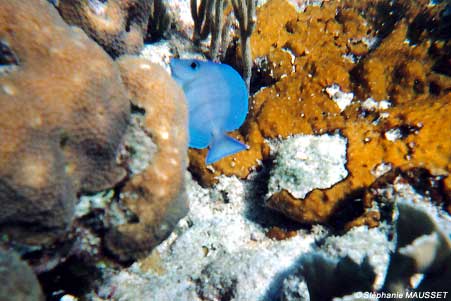 blue tropical fish