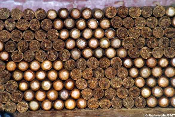 Photo du mois cigares de Cuba