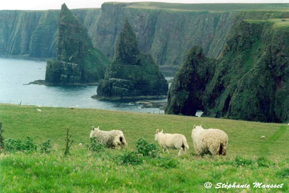 paysage sauvage de falaises du nord écossais