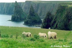 falaises Duncansby