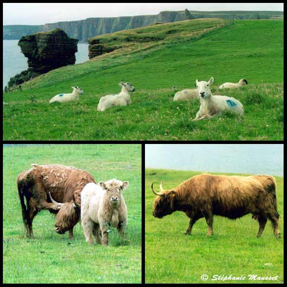 animaux des highlands vaches et moutons