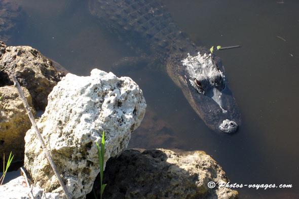 Alligator des Everglades