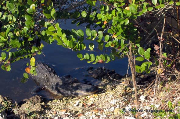 Alligator de Floride tête au soleil