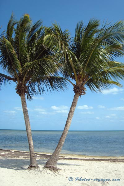 Plage et palmiers des Keys de Floride