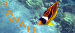 Photos de poissons et fonds marins d'Hawaii