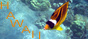 Photos de fonds marins d'Hawaii