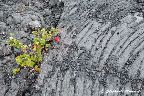 coulée de lave du volcan Kilauea d'Hawaii