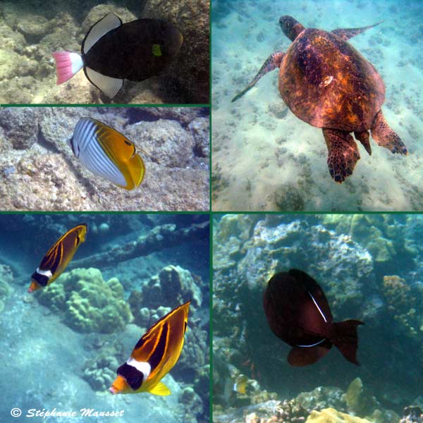 photo sous marine de poisson, coraux et tortue d'hawaii