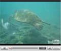 vidéos fonds marins d'Hawaii