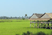 paysage rizières au Cambodge