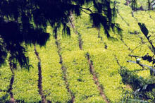 Plantations de thé de Malaisie