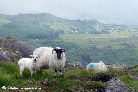 Moutons d'Irlande marqués de bleu