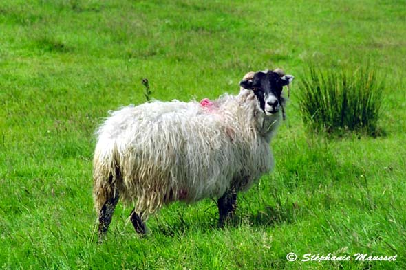 mouton irlandais