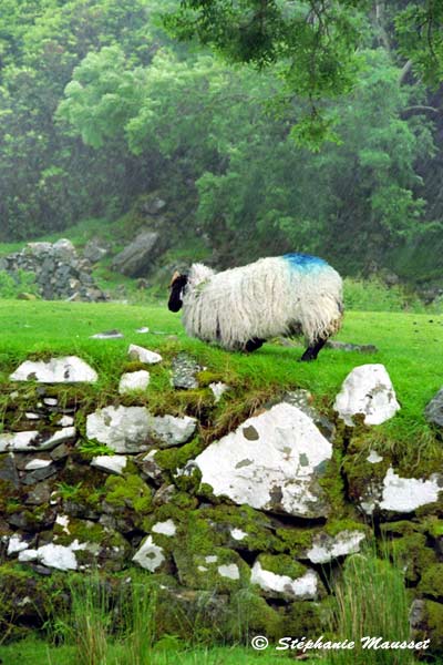 Mouton du Connemara sous la pluie
