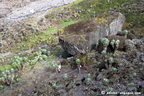 Seneçons géants de Barranco au Kilimandjaro