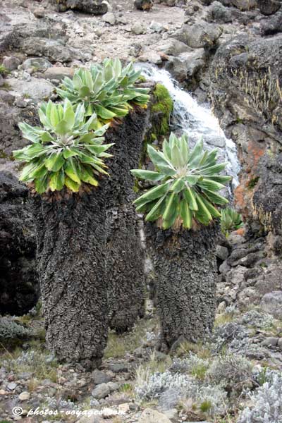 Seneçons endémiques du Kilimandjaro