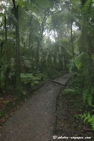 Sentier dans la forêt tropicale du Kili