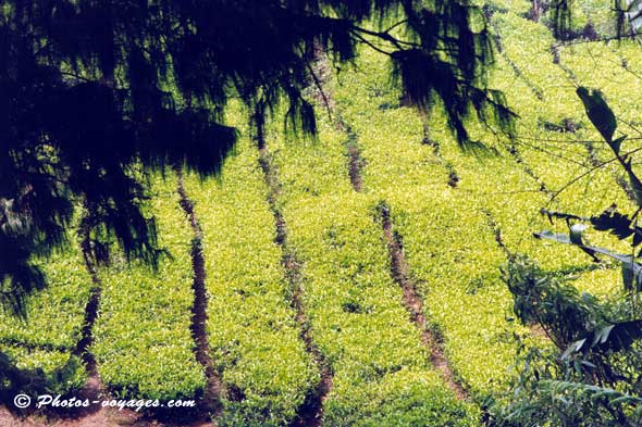 Photo du mois plantation de thé en Malaisie